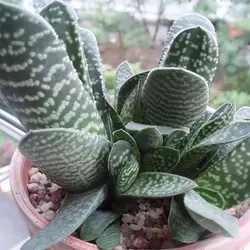 بذر ساکولنت گاستریا بیکولور