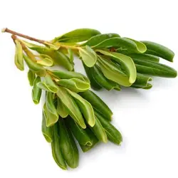 بذر میخک ژاپنی