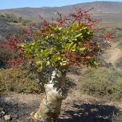 بذر ساکولنت درخت کره