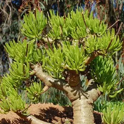 بذر ساکولنت درخت کره