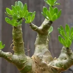 بذر ساکولنت درخت کره