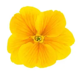 بذر گل شب بو خیری زرد