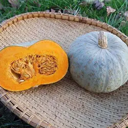 بذر کدو تنبل هوکایدو آبی