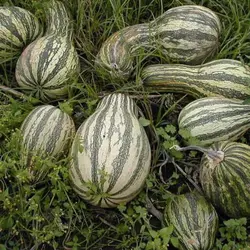 بذر کدو تنبل گلابی سبز