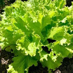 بذر کاهو سالاد بول سبز
