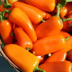 بذر فلفل مینیاتوری نارنجی