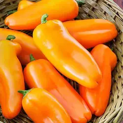 بذر فلفل مینیاتوری نارنجی