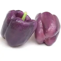 بذر فلفل دلمه ای بشقابی ارغوانی