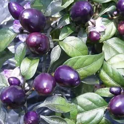 بذر فلفل دلمه ای بشقابی ارغوانی