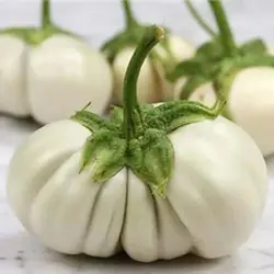 بذر بادمجان گرد سفید شیار دار