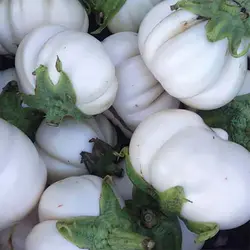 بذر بادمجان گرد سفید شیار دار