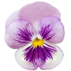 بذر گل بنفشه سایه های صورتی