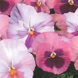 بذر گل بنفشه سایه های صورتی