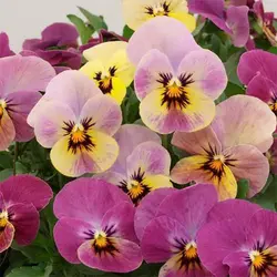 بذر گل بنفشه سایه های صورتی