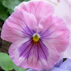 بذر گل بنفشه سایه های صورتی