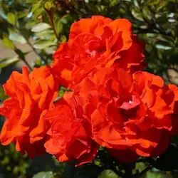 بذر گل میخک قرمز