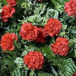 بذر گل میخک قرمز