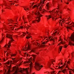 بذر گل میخک قرمز