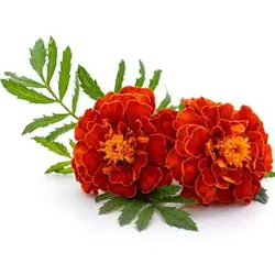 بذر جعفری مینیاتوری قرمز کبود