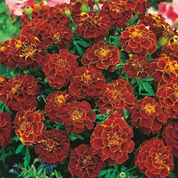 بذر جعفری مینیاتوری قرمز کبود