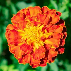 بذر جعفری مینیاتوری قرمز کبود