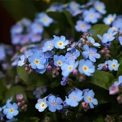 بذر گل فراموشم مکن آبی