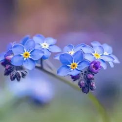 بذر گل فراموشم مکن آبی