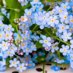 بذر گل فراموشم مکن آبی