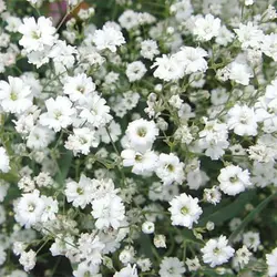 بذر گل چشم ماری سفید