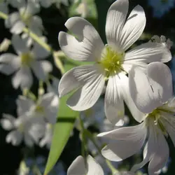 بذر گل چشم ماری سفید