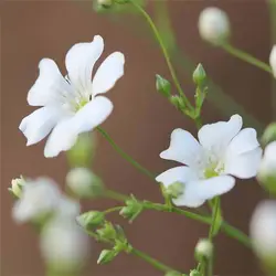 بذر گل چشم ماری سفید