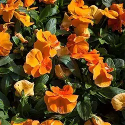 بذر گل بنفشه نارنجی