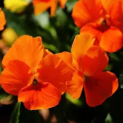 بذر گل بنفشه نارنجی