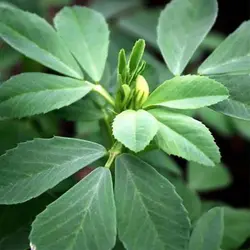 بذر شنبلیله یونانی