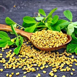 بذر شنبلیله یونانی