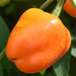 بذر فلفل زنگوله زرد