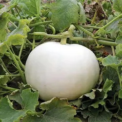 بذر کدو تنبل سفید