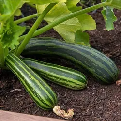 بذر کدو خورشتی سبز رومی