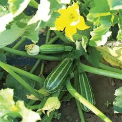 بذر کدو خورشتی سبز رومی