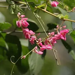 بذر پیچ اشک عروس