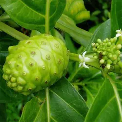 بذر توت هندی