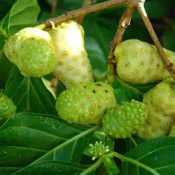 بذر توت هندی