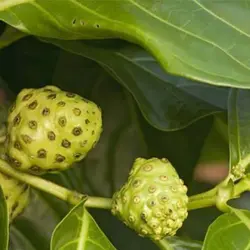 بذر توت هندی