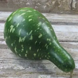 بذر کدو اردکی سبز