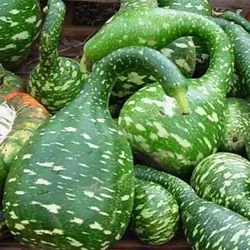 بذر کدو اردکی سبز