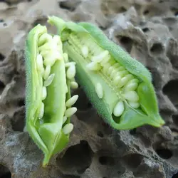 بذر کنجد سفید