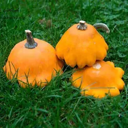 بذر کدو ستاره ای نارنجی