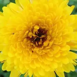 بذر گل همیشه بهار زرد