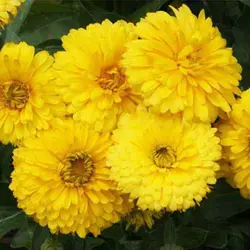 بذر گل همیشه بهار زرد