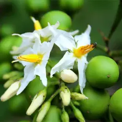 بذر بادمجان نخودی سبز